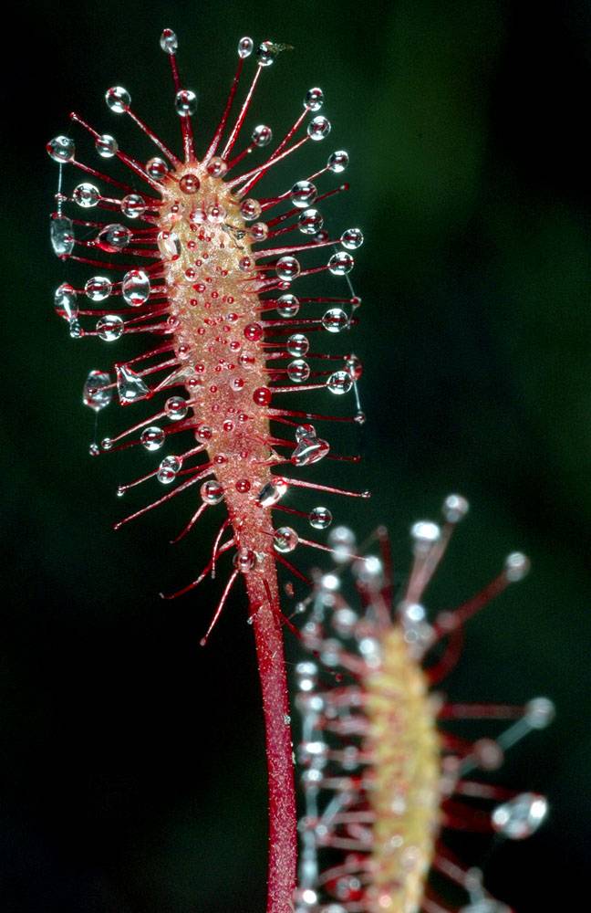 English Sundew