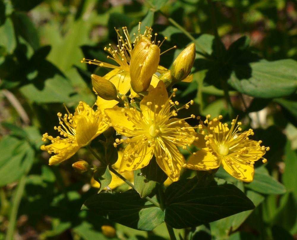 Norton's St. John's wort