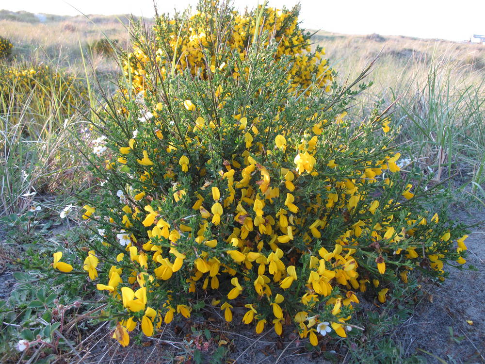 Scotchbroom