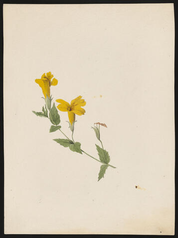 Seep Monkeyflower