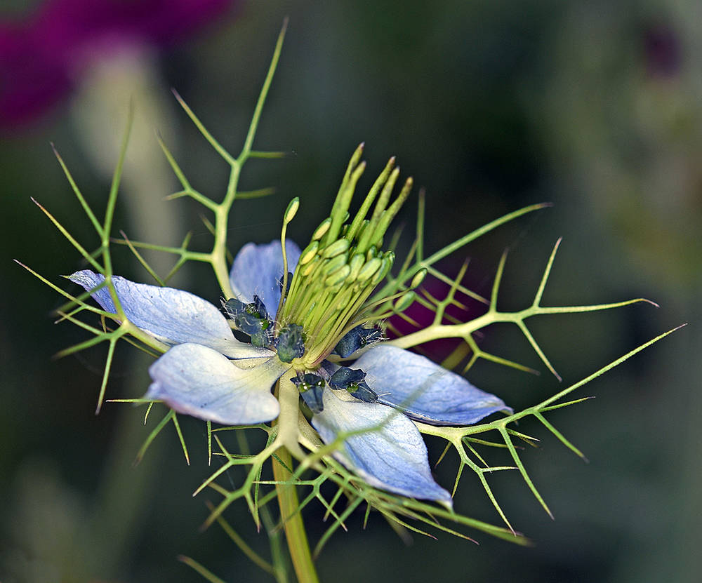 Love in a Mist