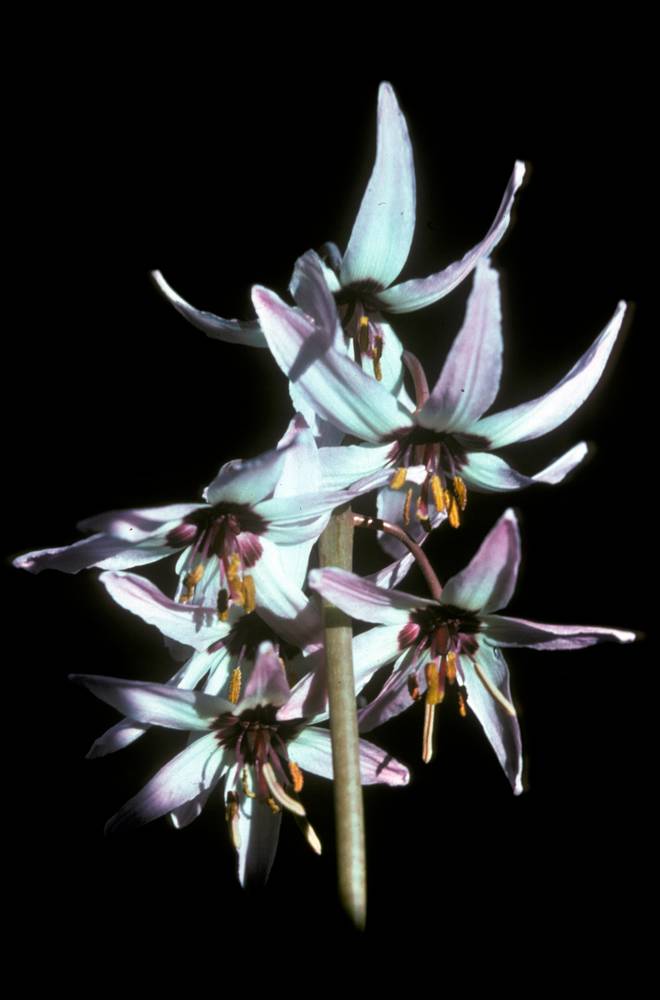 Fawn-Lily