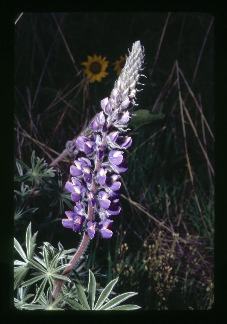 Lupine
