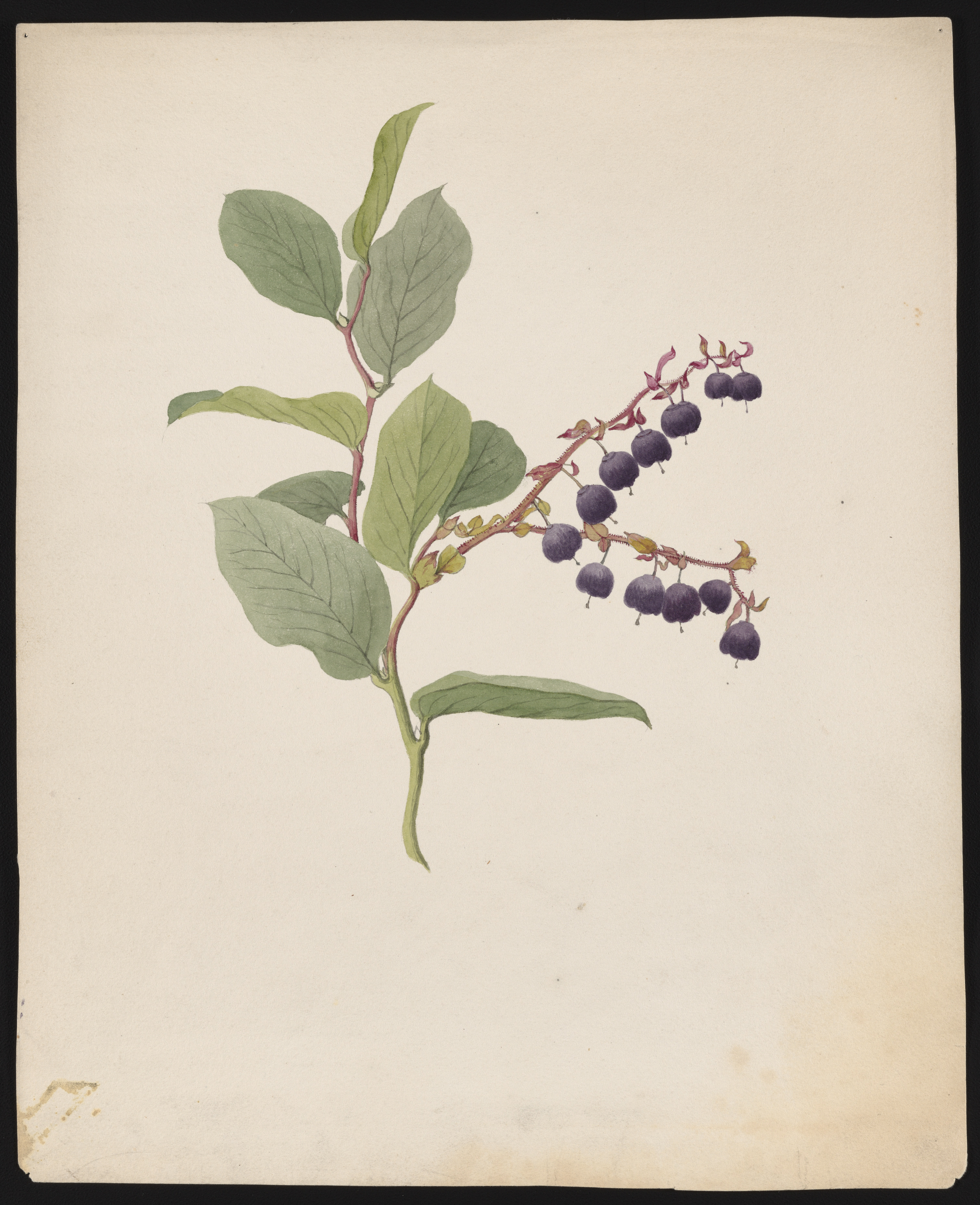 Salal