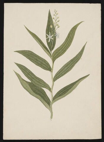 False Solomon's Seal