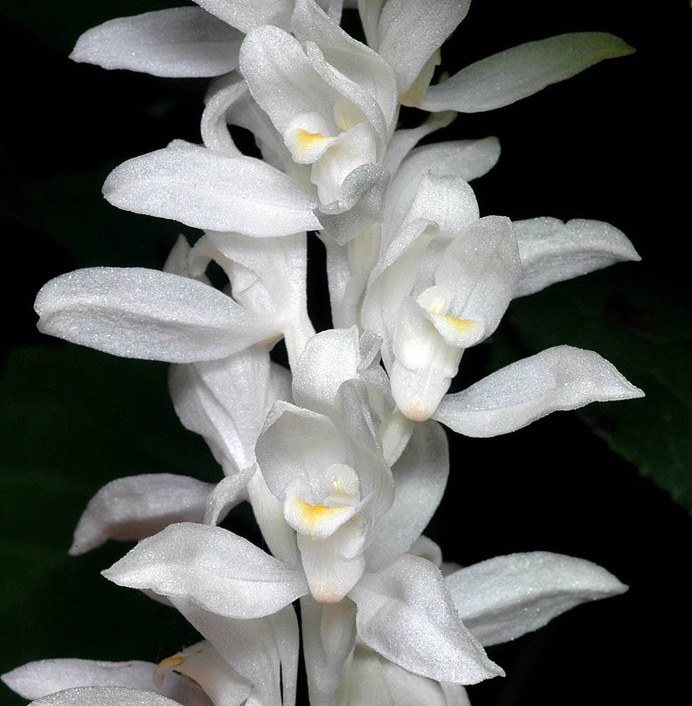 Phantom Orchid