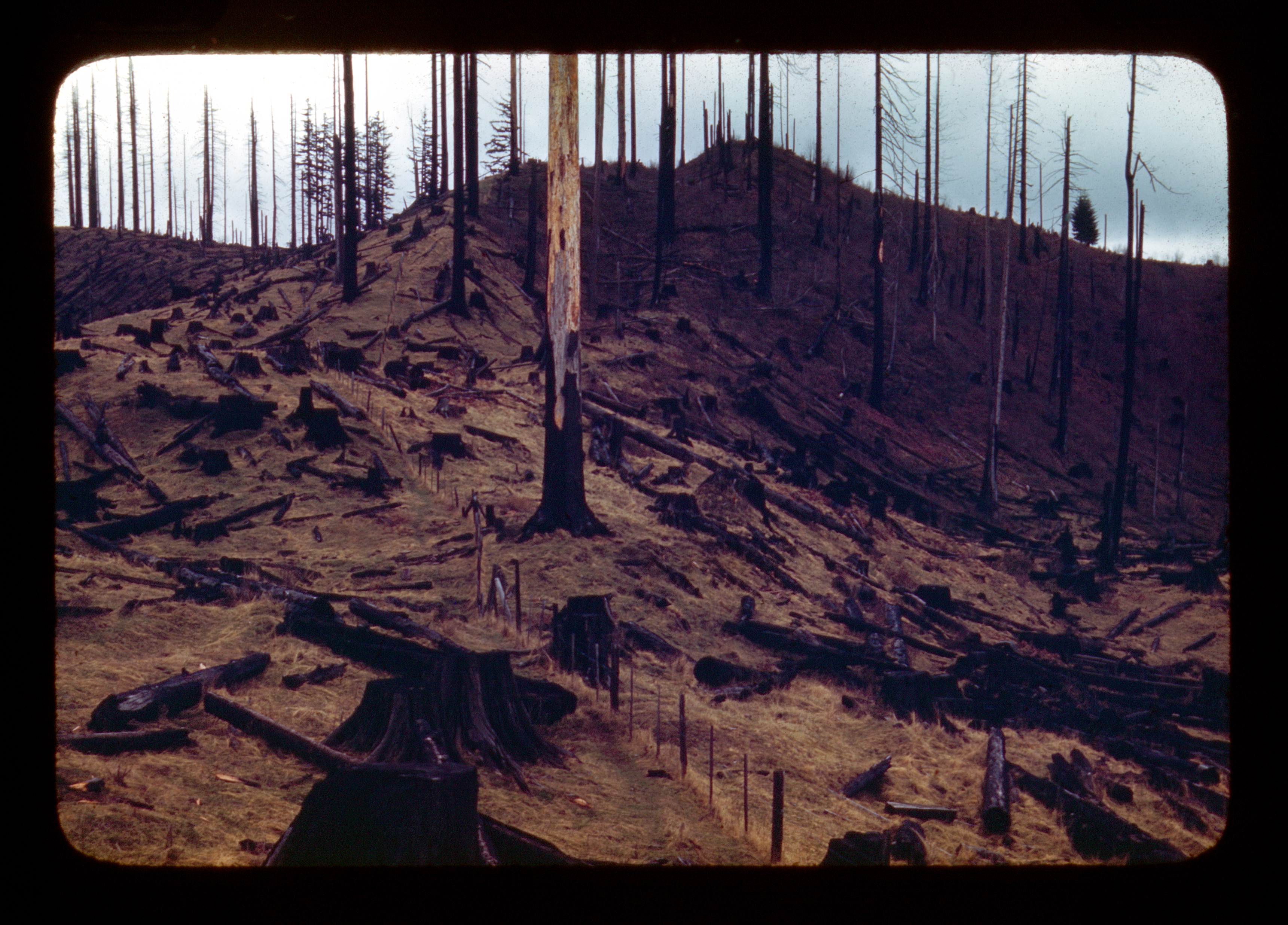 Tillamook Burn, Tillamook County, Oregon, November 1948