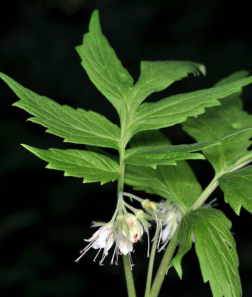 Fendler's Waterleaf