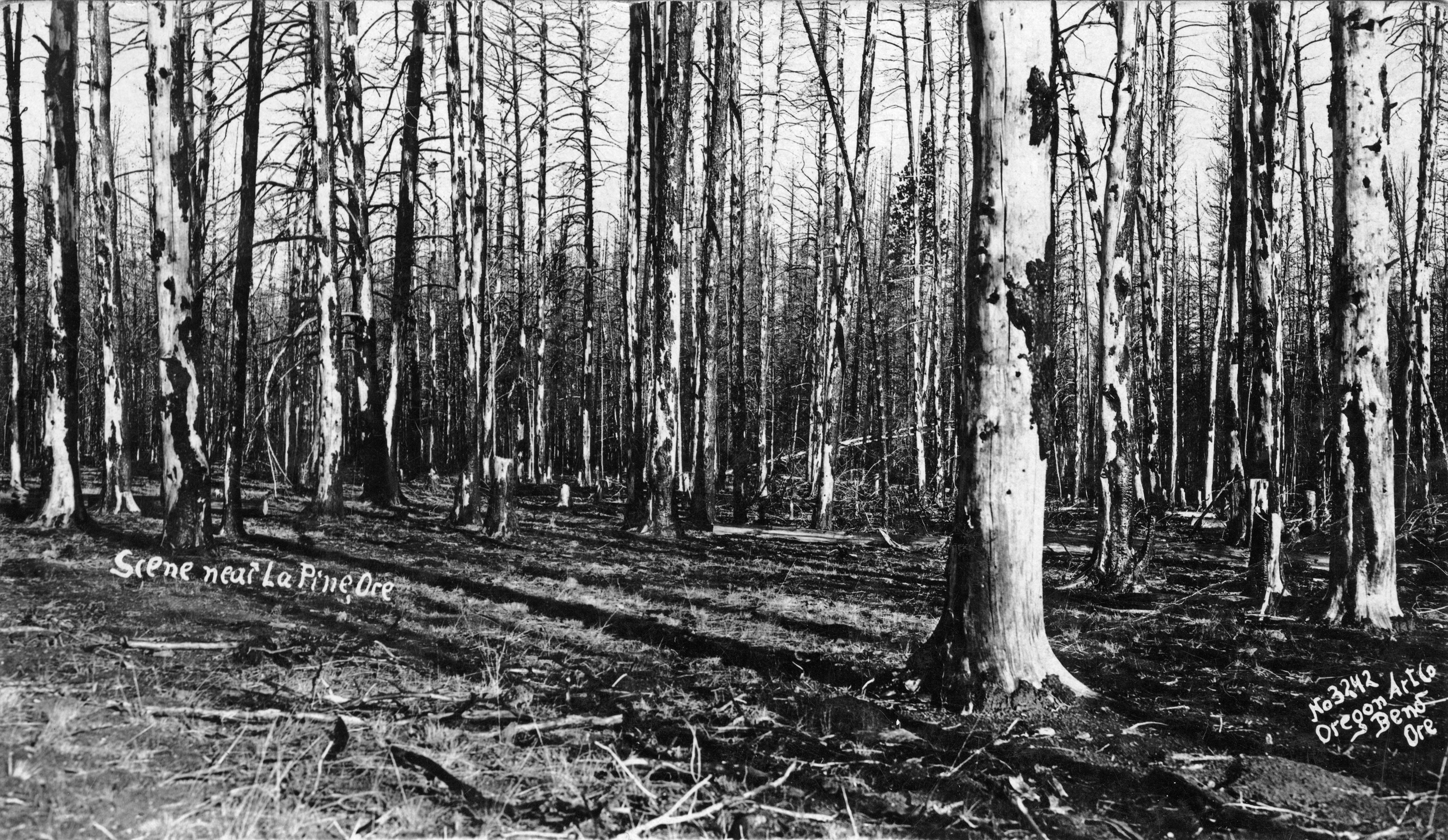 Burned timber near La Pine, Oregon
