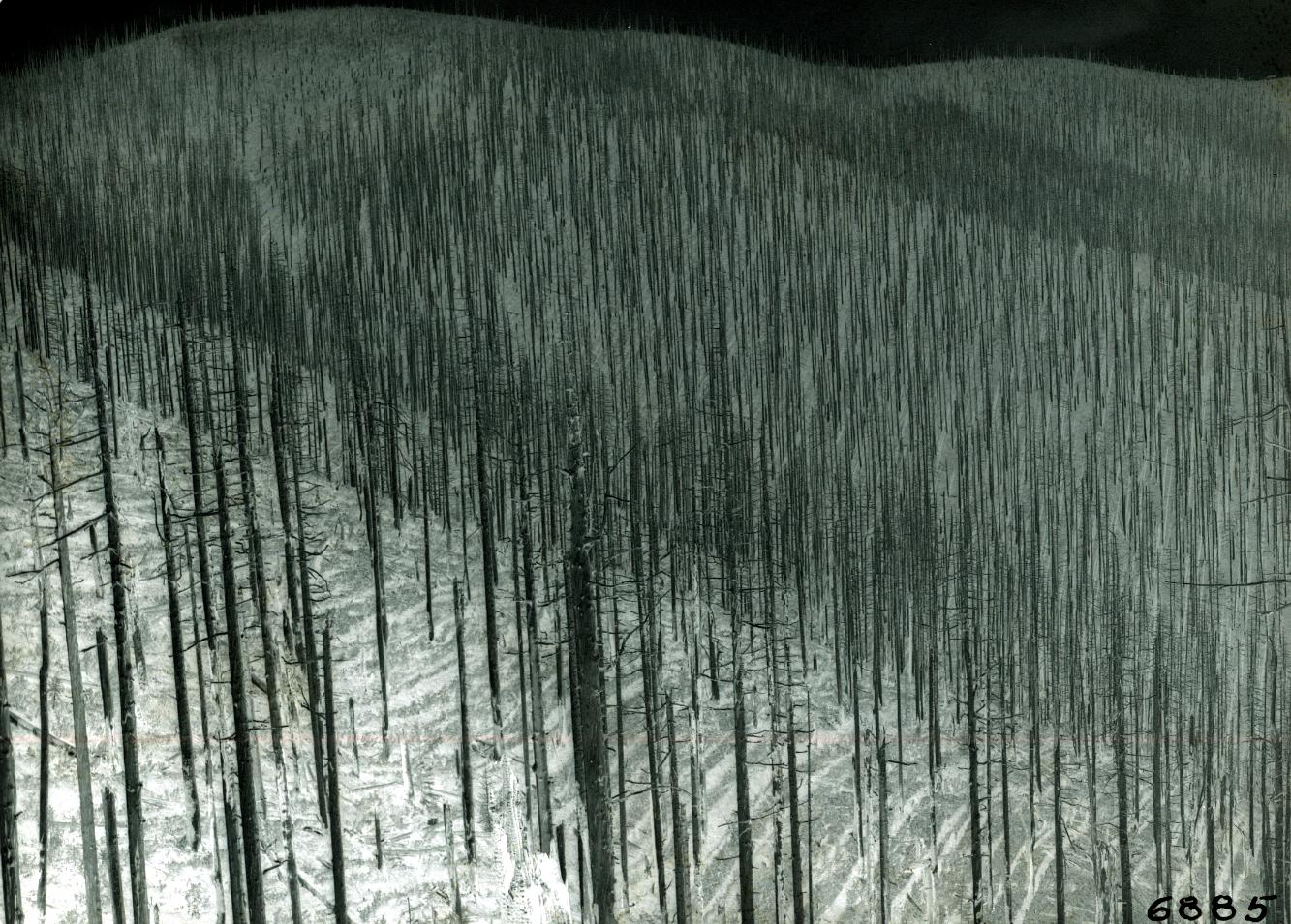 1934. Fire-killed Douglas-fir 32 years after the 1902 Yacolt Burn.